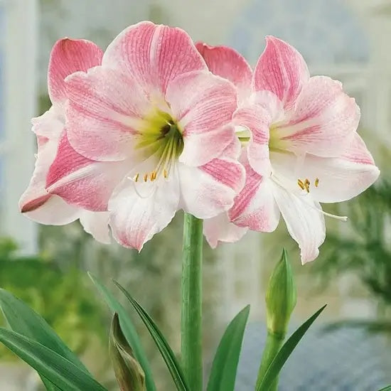 Amaryllis Seeds – Light Pink