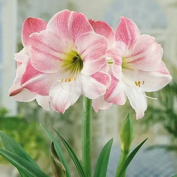 Amaryllis Seeds – Light Pink