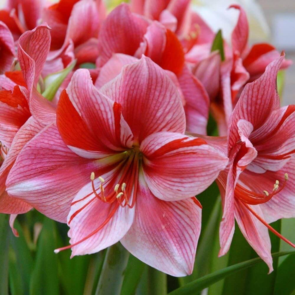 Amaryllis Seeds – Light Pink