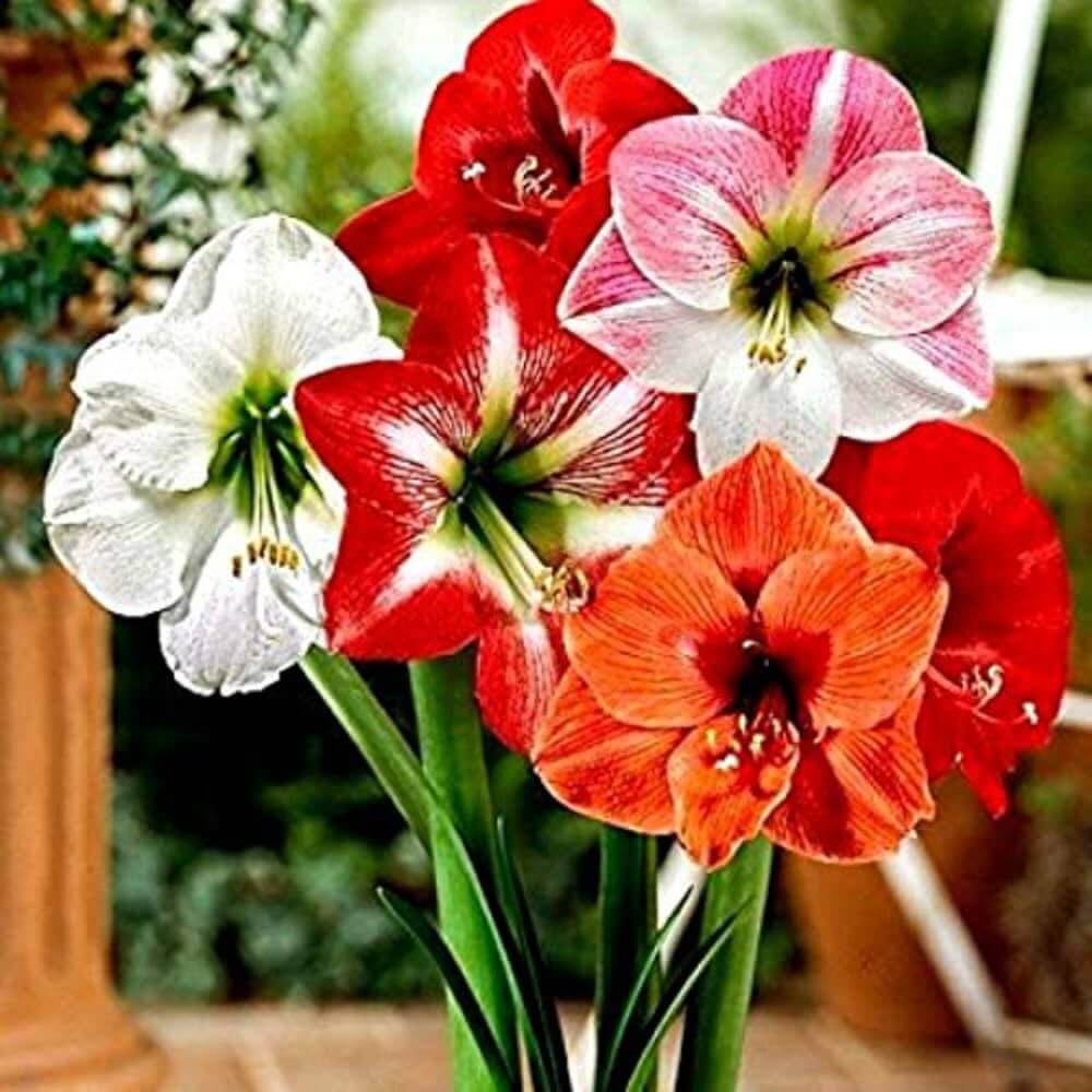 Amaryllis Seeds – Lily Mix
