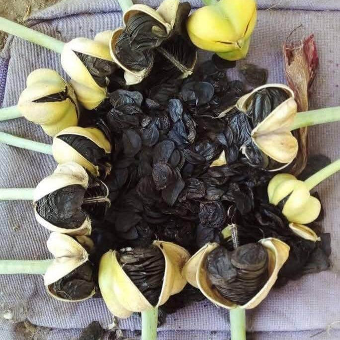 Amaryllis Zwiebeln Seeds