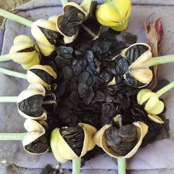 Amaryllis Zwiebeln Seeds