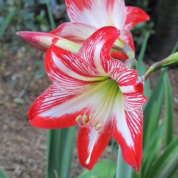 Amaryllis Zwiebeln Seeds - Flower Plant
