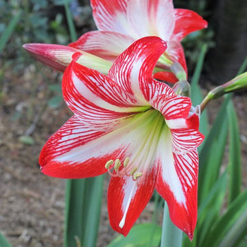 Amaryllis Zwiebeln Seeds - Flower Plant