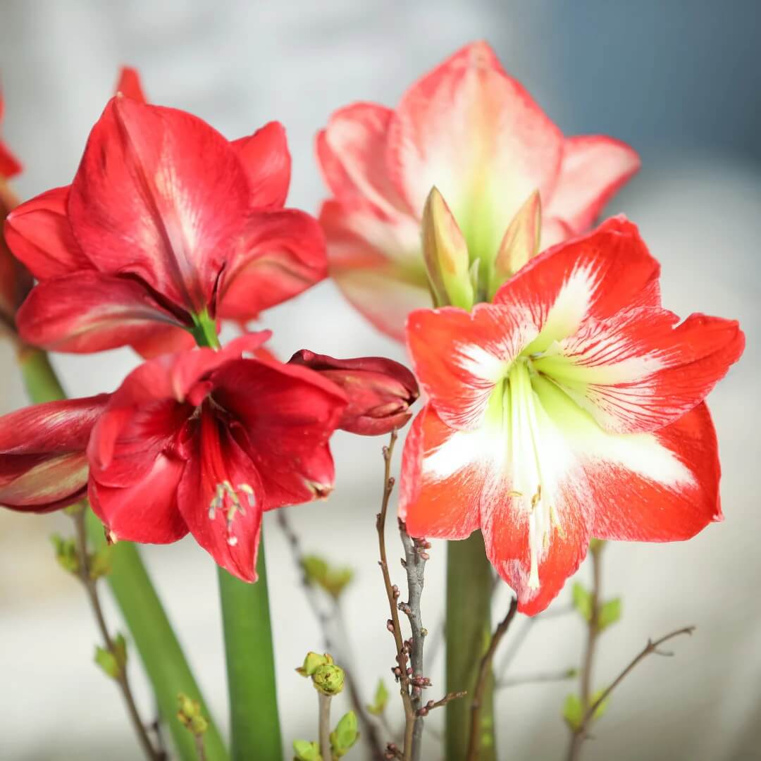 Amaryllis Zwiebeln Seeds - Flower Plant