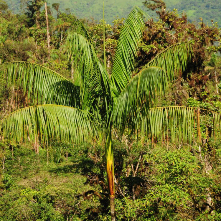 Amazon Palm Seeds - Fruit Plant