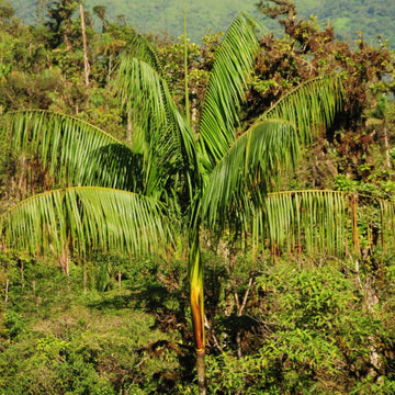 Amazon Palm Seeds - Fruit Plant