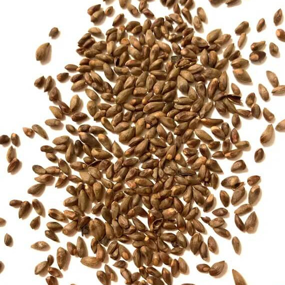 American Arborvitae Tree Seeds