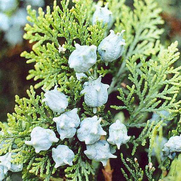 American Arborvitae Tree Seeds - Flower Plant