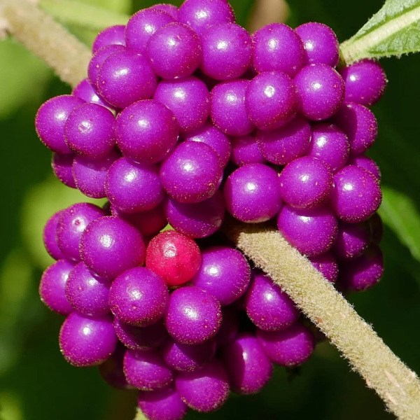 American Beautyberry Seeds
