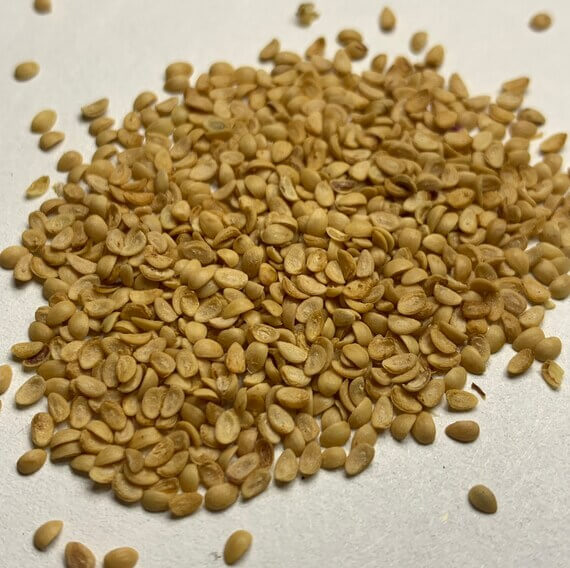 American Beautyberry Berry Seeds