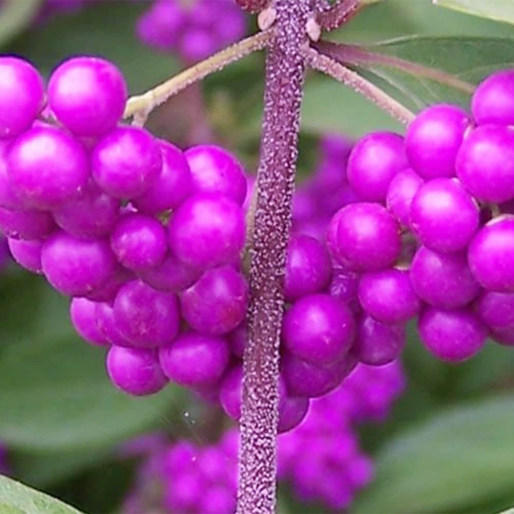 American Beautyberry Seeds
