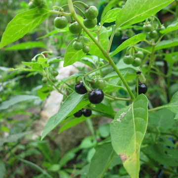 American Black Nightshade Seeds - Herbal Plant