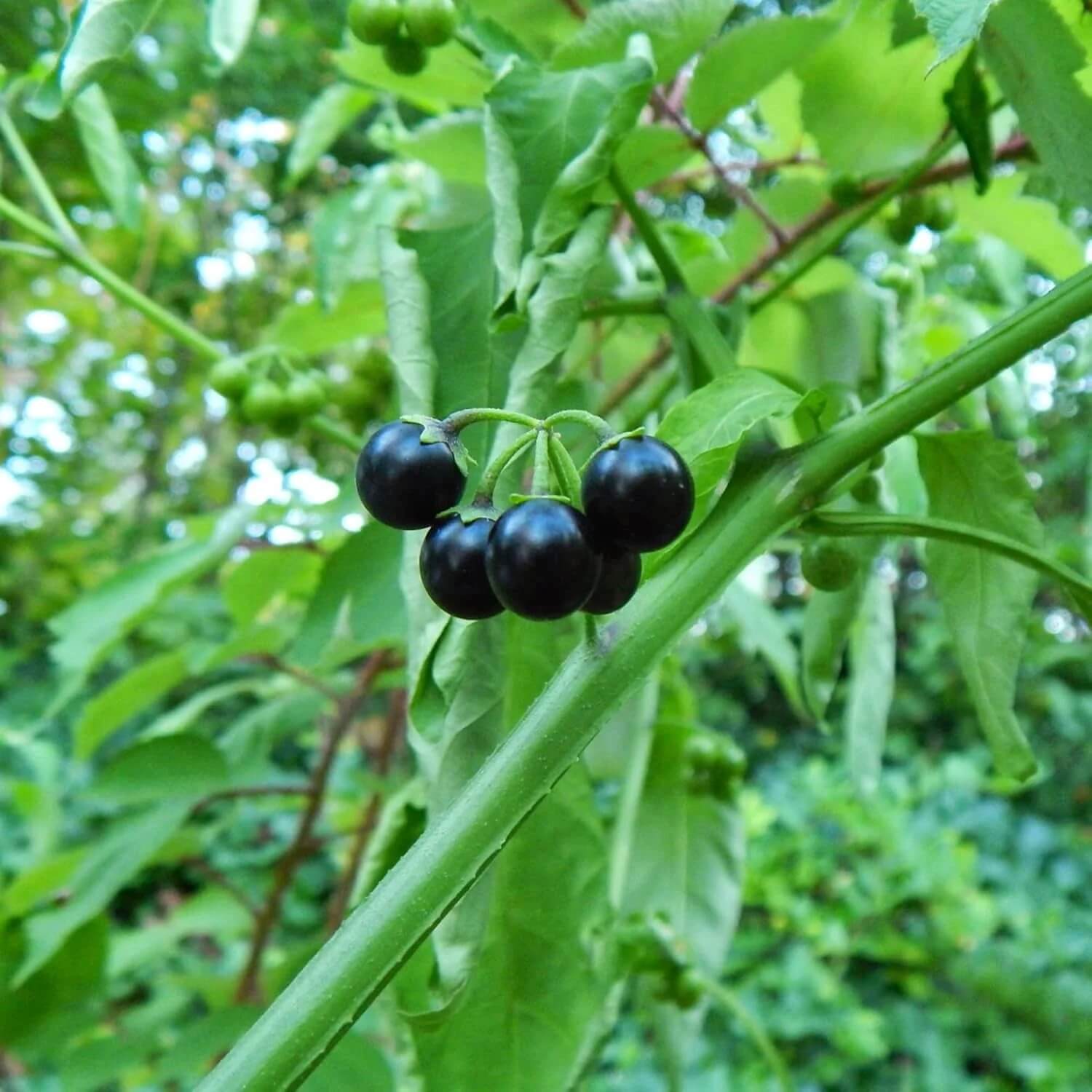 American Black Nightshade Seeds - Herbal Plant