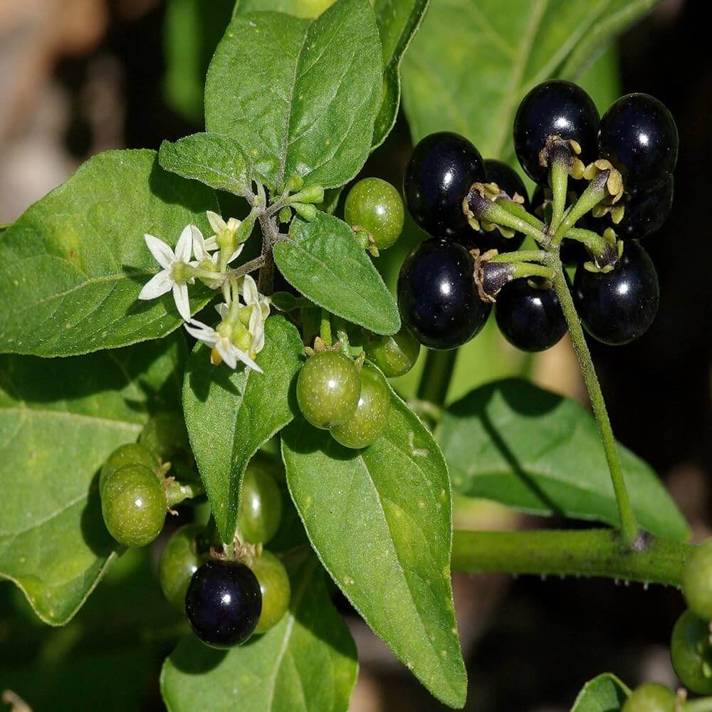American Black Nightshade Seeds - Herbal Plant