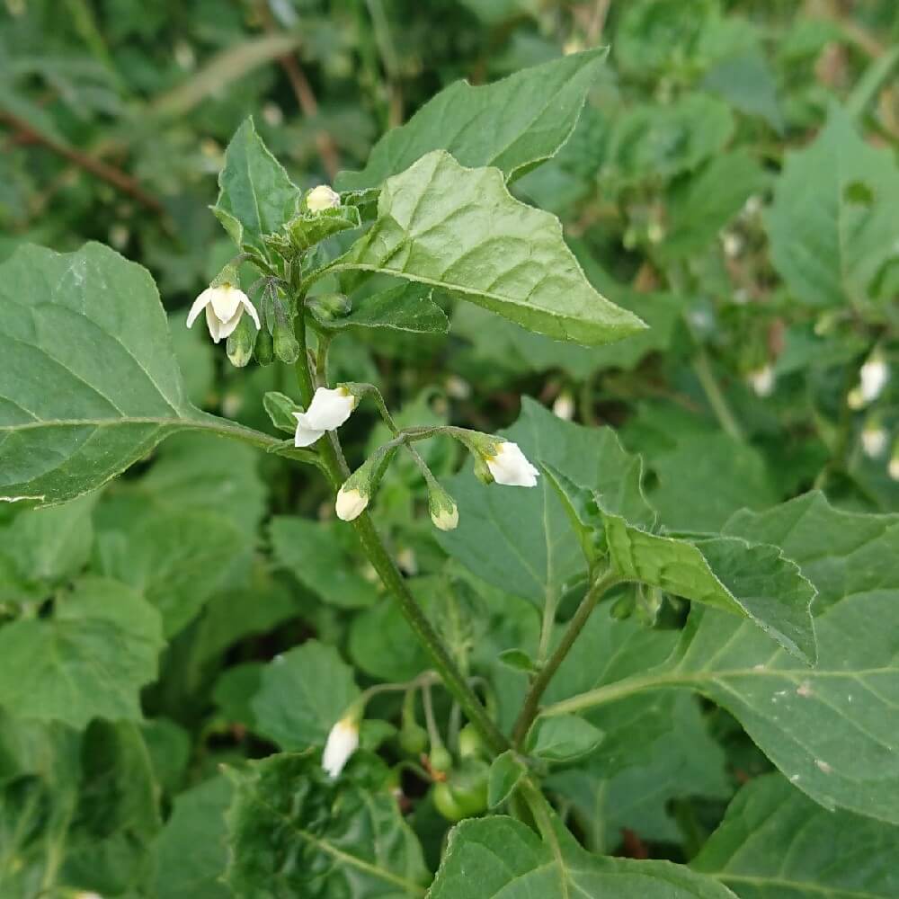American Black Nightshade Seeds - Herbal Plant