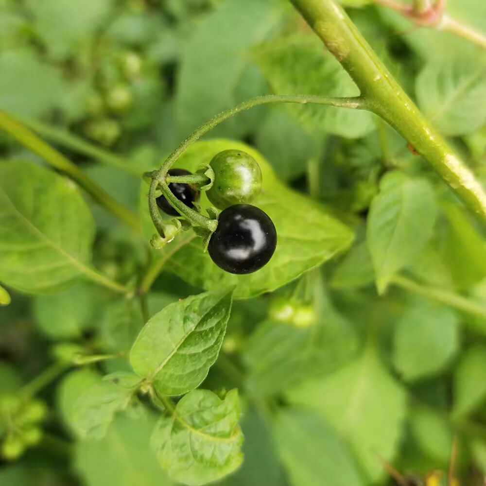 American Black Nightshade Seeds - Herbal Plant