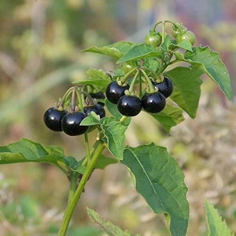 American Black Nightshade Seeds - Herbal Plant