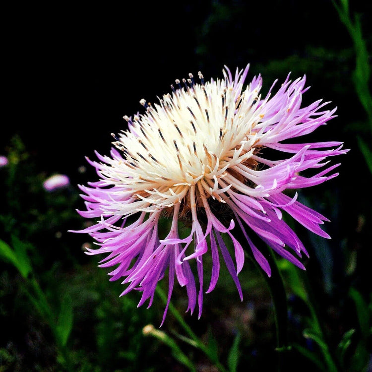 American Centaurea Basketflower seeds