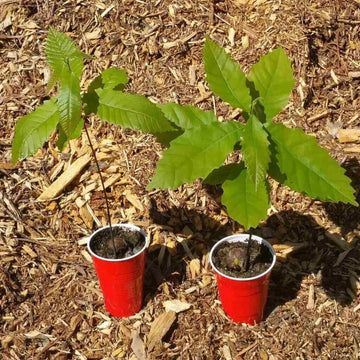 American Chestnut Seeds - Flower Plant For Home Gardens