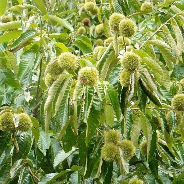 American Chestnut Seeds - Flower Plant For Home Gardens