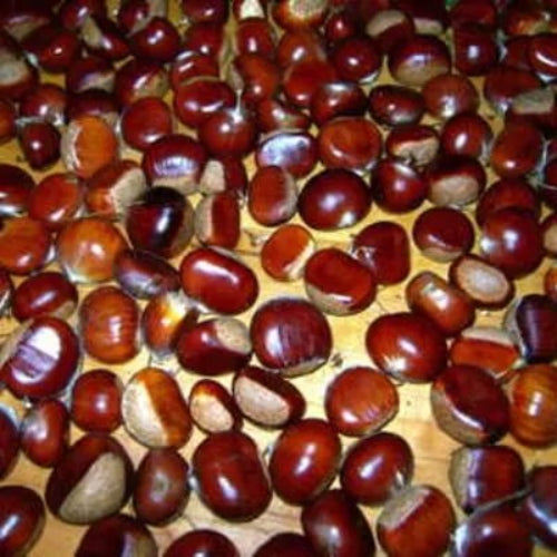 American Chestnut Seeds - Flower Plant For Home Gardens
