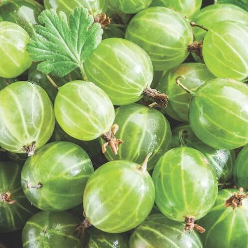 American Gooseberry Seeds