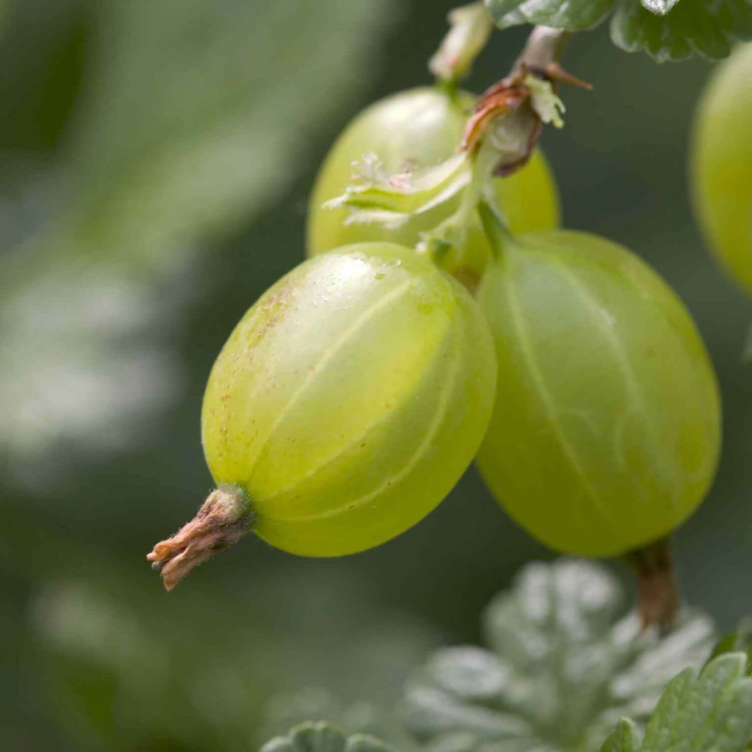 American Gooseberry Seeds