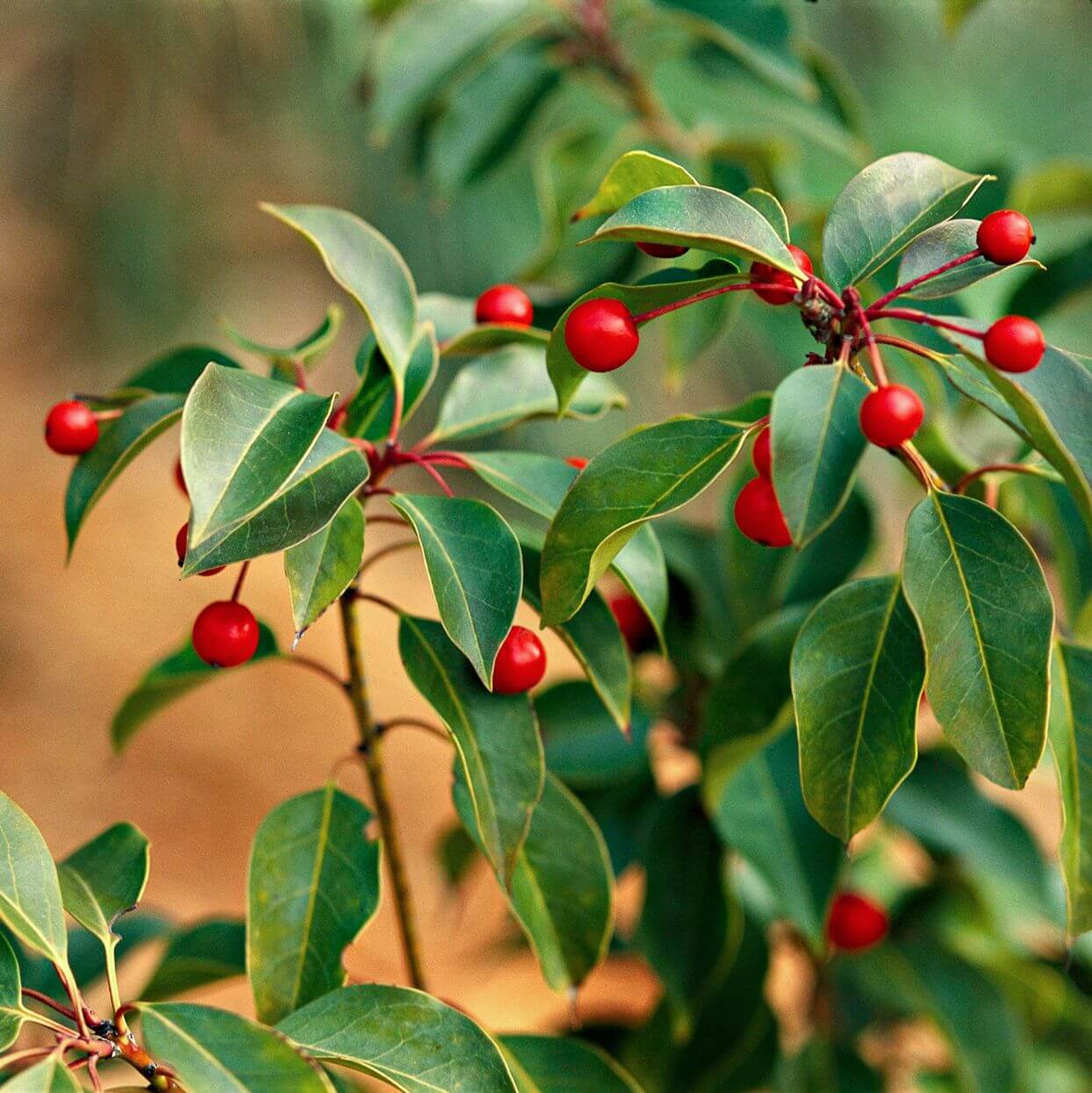 American Holly Tea Plant Seeds