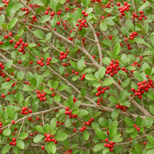 American Holly Tea Plant Seeds