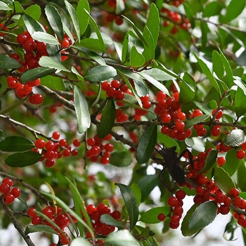 American Holly Tea Plant Seeds