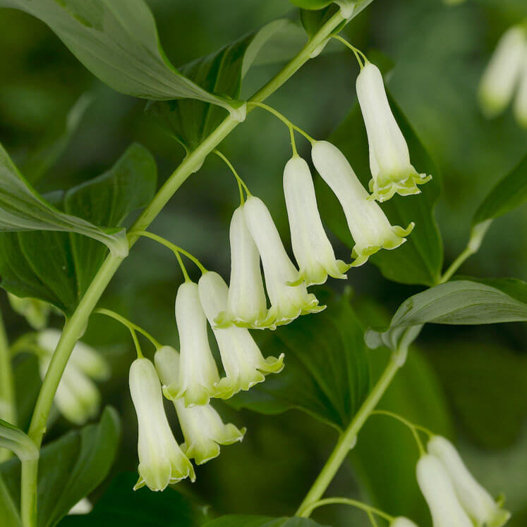 American Solomon’s Seal Seeds