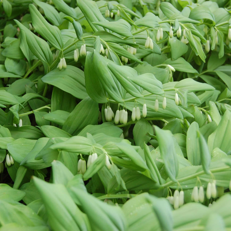 American Solomon’s Seal Seeds
