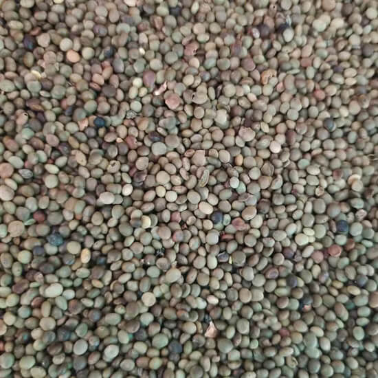 American White Licorice Seeds 