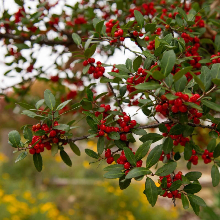 American Yaupon Seeds