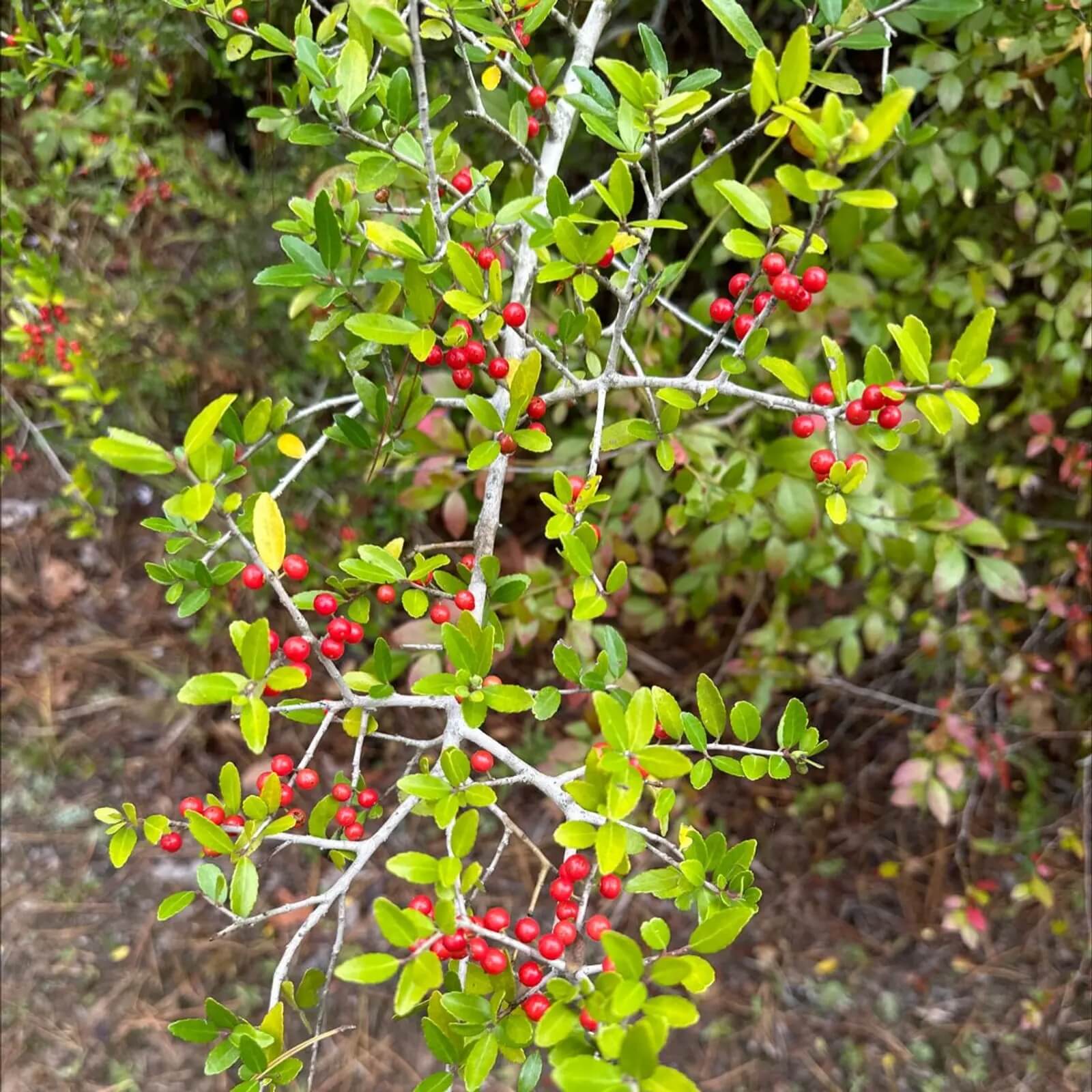 American Yaupon Seeds