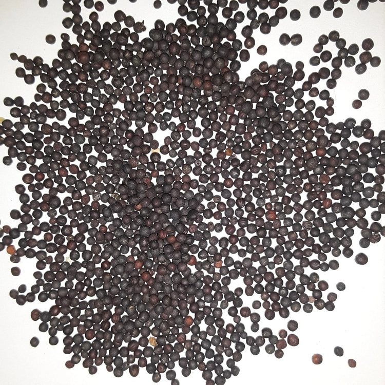 Amerikanische Lila Top Rutabaga Seeds