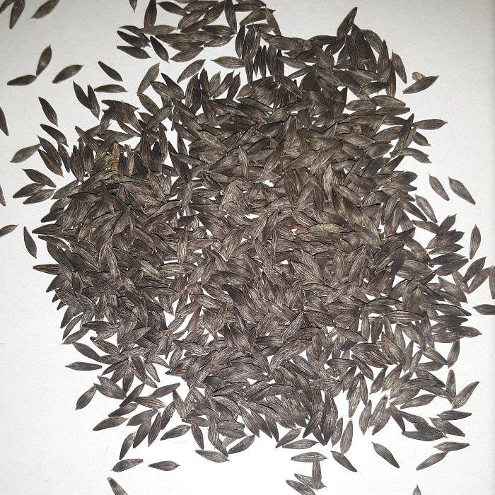 Amish Deer Tongue Lettuce Seeds 