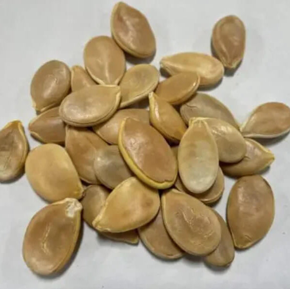 Amish Pie Squash Seeds 