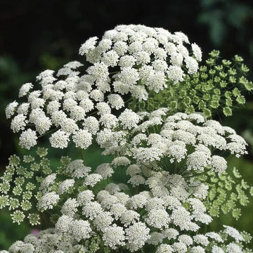 Ammi Majus Seeds - Flower Plant