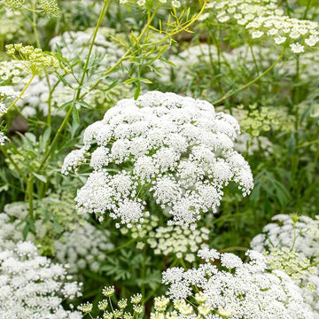 Ammi Majus Seeds - Flower Plant