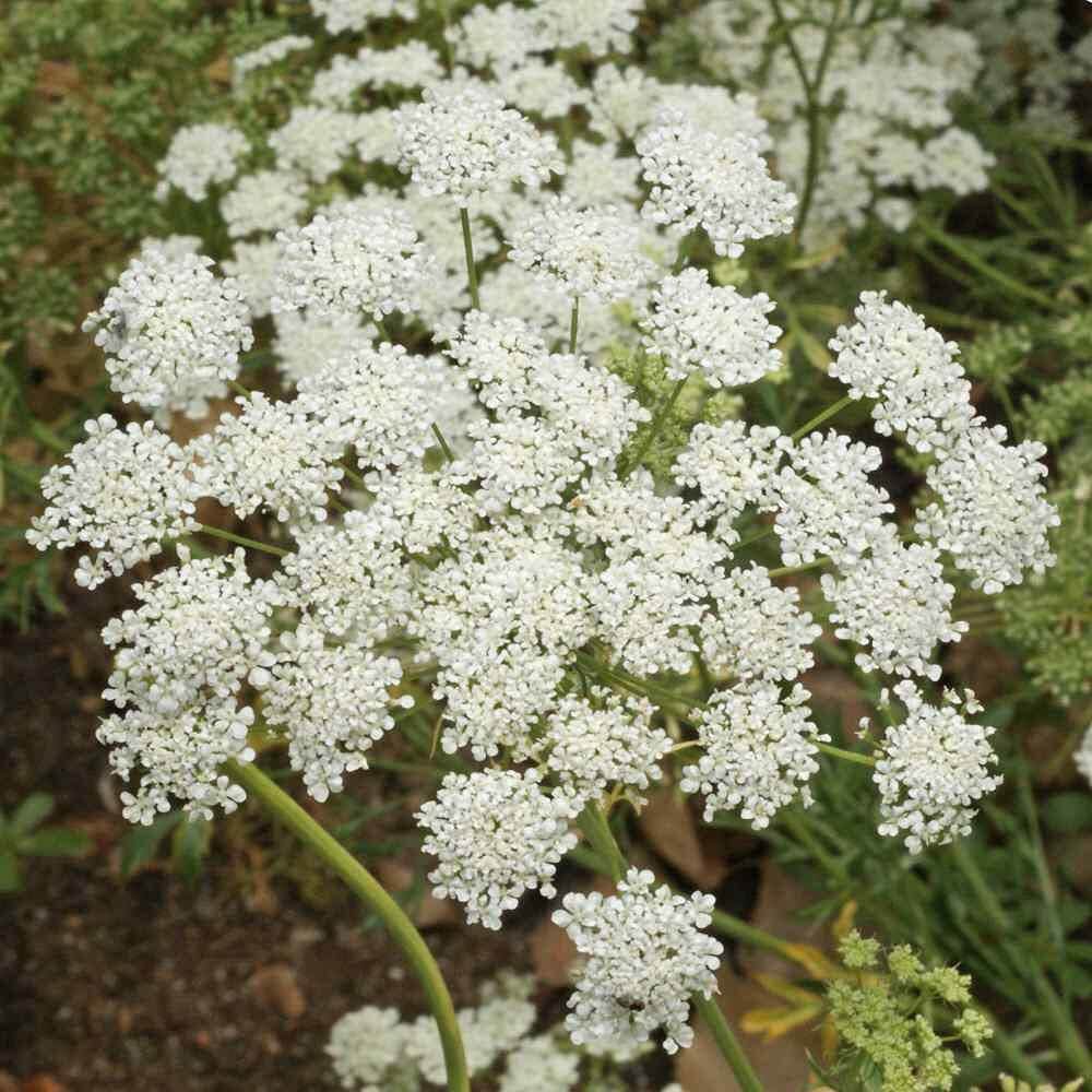 Ammi Majus Seeds - Flower Plant