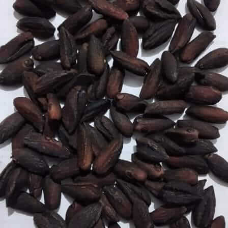 Amorphophallus titanum Seeds