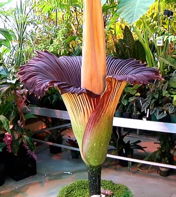 Amorphophallus titanum Seeds