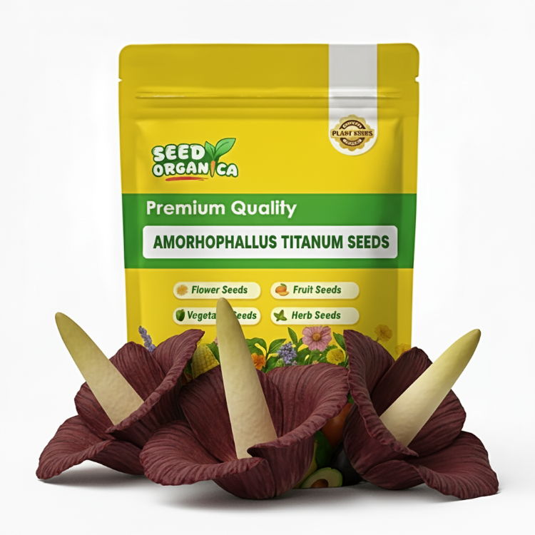 Amorphophallus titanum Seeds