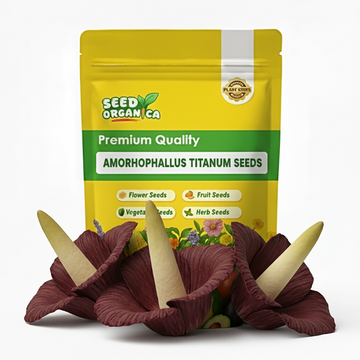Amorphophallus titanum Seeds