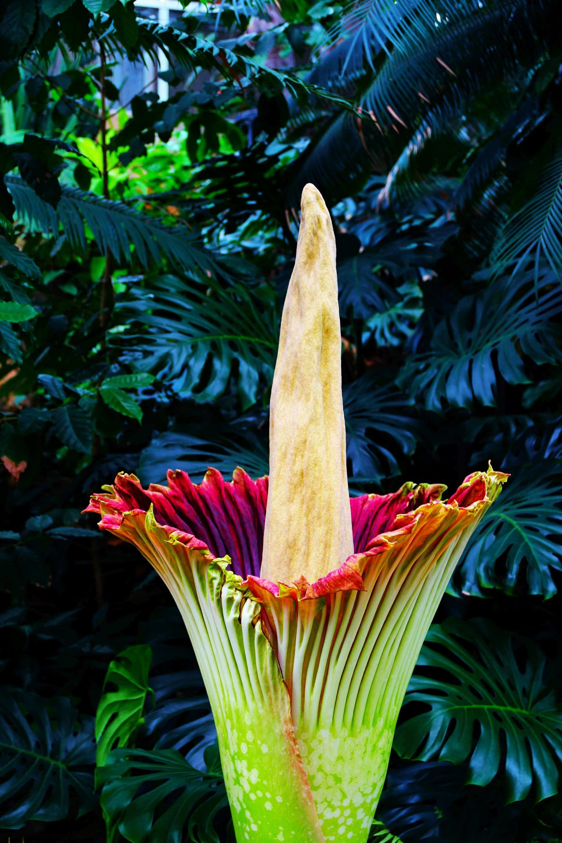 Amorphophallus titanum Seeds