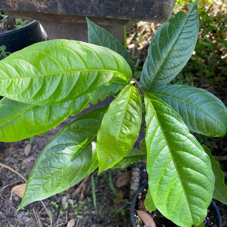 Anamu Seeds - Herbal Plant for Home Gardens