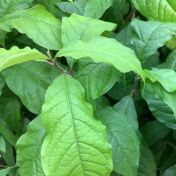 Anamu Seeds - Herbal Plant for Home Gardens