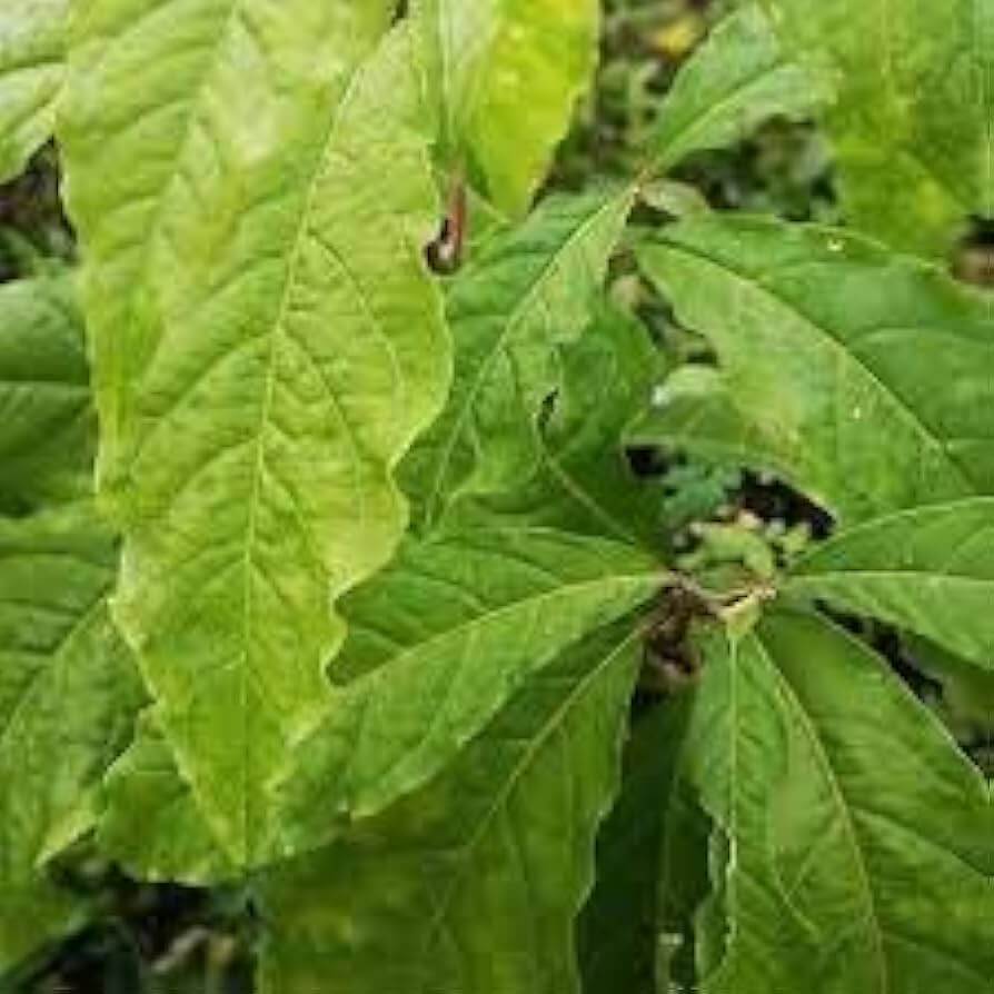 Anamu Seeds - Herbal Plant for Home Gardens